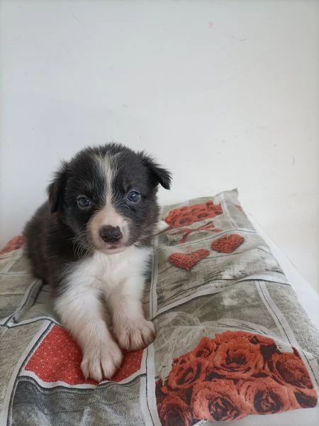 meravigliosi cuccioli di border collie  | Foto 3