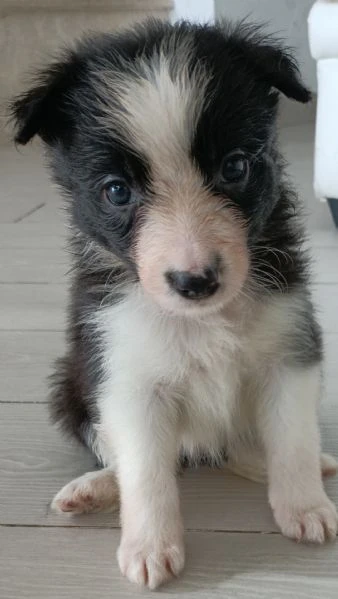 meravigliosi cuccioli di border collie  | Foto 2