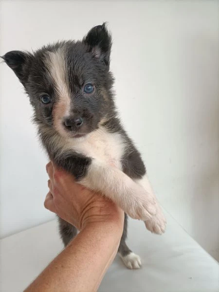 meravigliosi cuccioli di border collie  | Foto 1