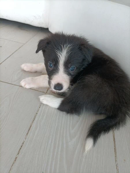 meravigliosi cuccioli di border collie  | Foto 0