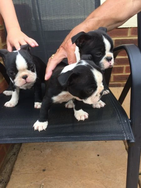 bellissimi cuccioli di boston terrier in adozione