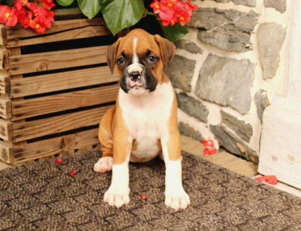 cuccioli di boxer maschi e femmine sani per re-homing