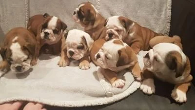 cuccioli di bulldog inglese in adozione