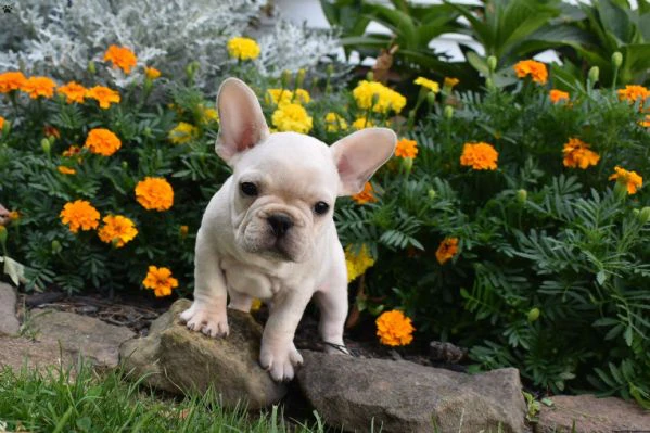 cuccioli di bulldog francese maschi e femmine in cerca di adozione