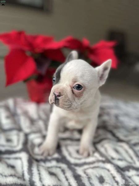 cuccioli di bulldog francese maschi e femmine in cerca di adozione......dwrvf