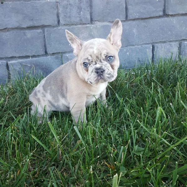 cuccioli di bulldog francese maschi e femmine in cerca di adozione.....,htreag | Foto 1