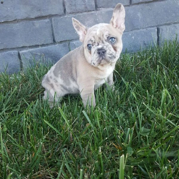 cuccioli di bulldog francese maschi e femmine in cerca di adozione.....,htreag | Foto 0