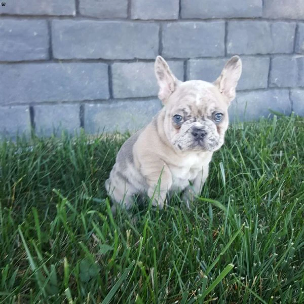 cuccioli di bulldog francese maschi e femmine in cerca di adozione.....,htreag