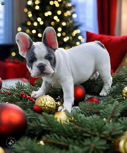 cuccioli di bulldog francese maschi e femmine in cerca di adozione.....,ewfr