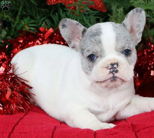 cuccioli di bulldog francese maschi e femmine in cerca di adozione.....,ewrgth