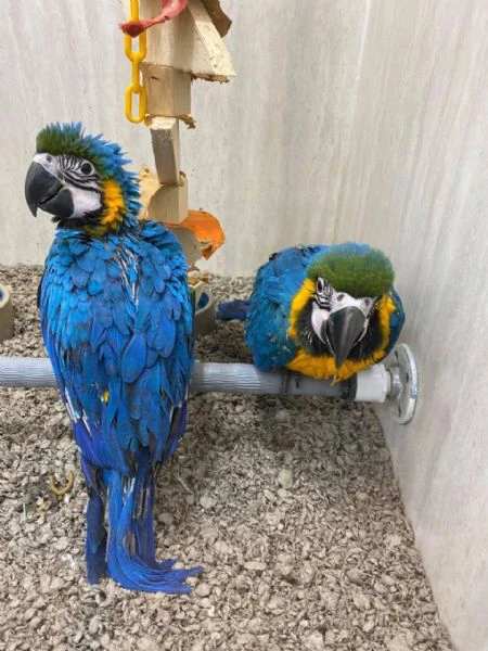 disponibili pulcini di pappagalli ara blu e oro. | Foto 0