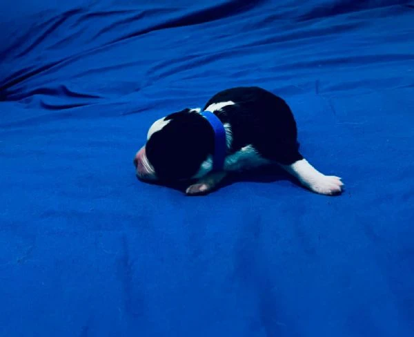 vendo 5 cuccioli australian sheperd  | Foto 3