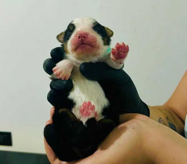 vendo 5 cuccioli australian sheperd  | Foto 2