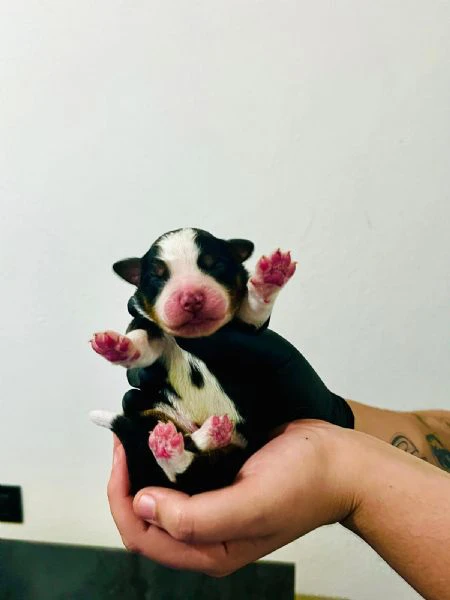 vendo 5 cuccioli australian sheperd 