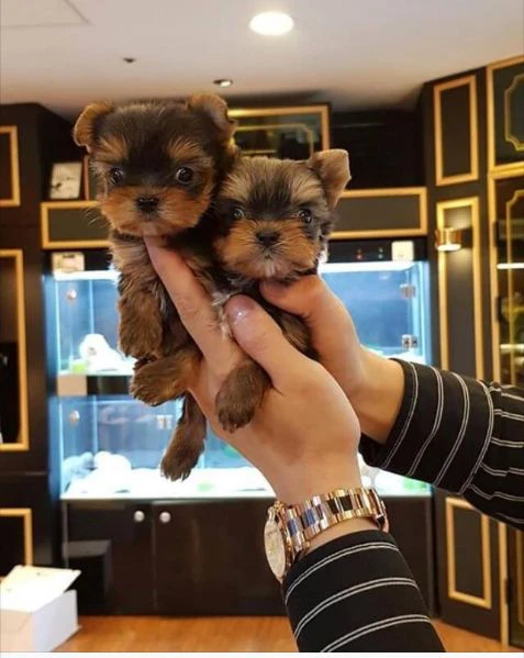 cuccioli di mini yorkie disponibili per l'adozione | Foto 0