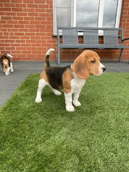 regala cuccioli di beagle maschi e femmine | Foto 2