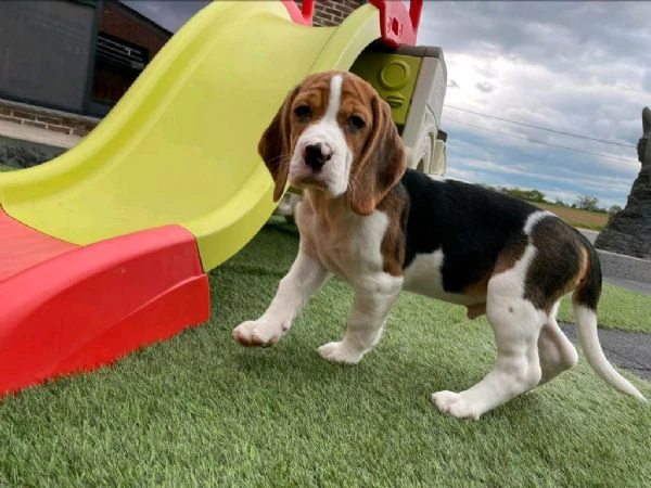 regala cuccioli di beagle maschi e femmine | Foto 0