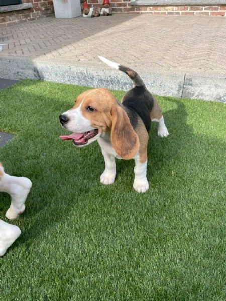 regala cuccioli di beagle maschi e femmine