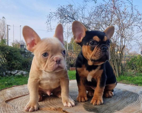 regalo cuccioli di bulldog francese maschi e femmine | Foto 2