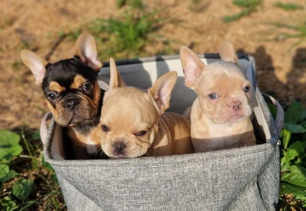 regalo cuccioli di bulldog francese maschi e femmine