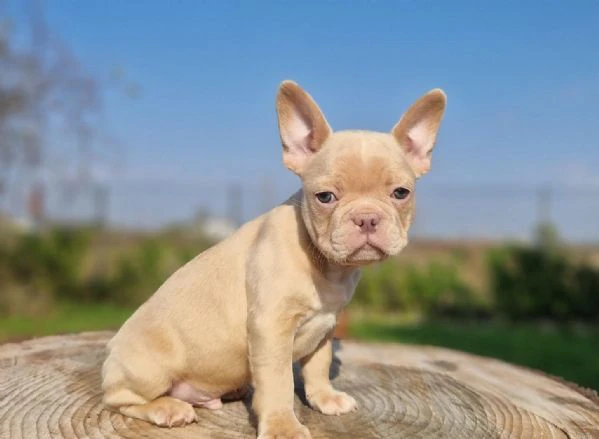 regalo cuccioli di bulldog francese maschi e femmine | Foto 0