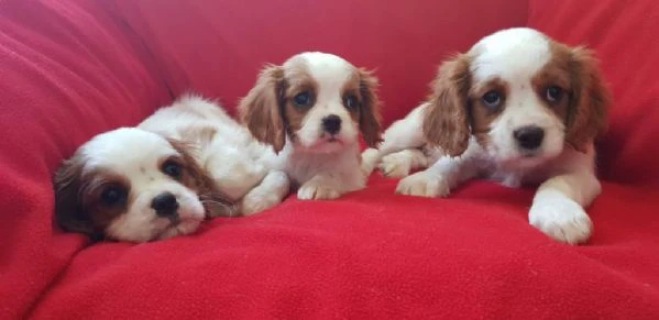 regalo cuccioli di cavalier king maschi e femmine | Foto 2