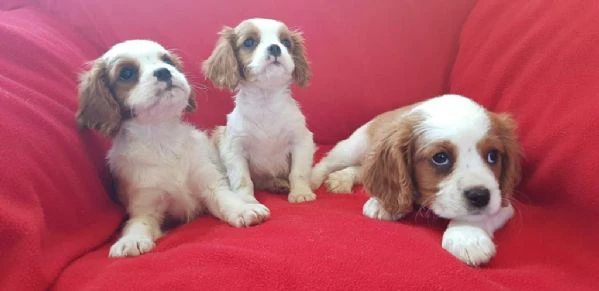 regalo cuccioli di cavalier king maschi e femmine | Foto 0