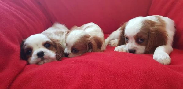 regalo cuccioli di cavalier king maschi e femmine