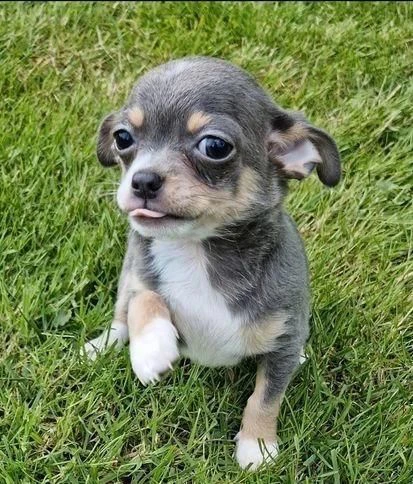 regalo cuccioli di chihuahua maschi e femmine | Foto 2