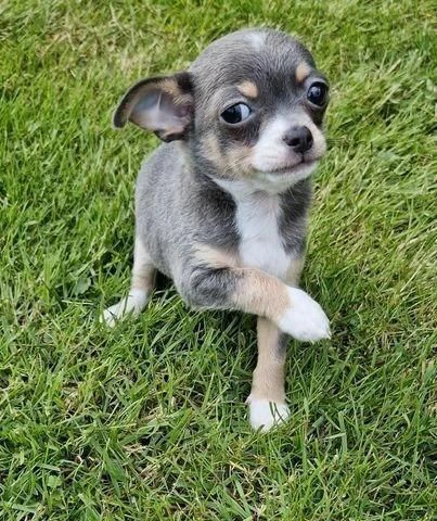 regalo cuccioli di chihuahua maschi e femmine | Foto 0