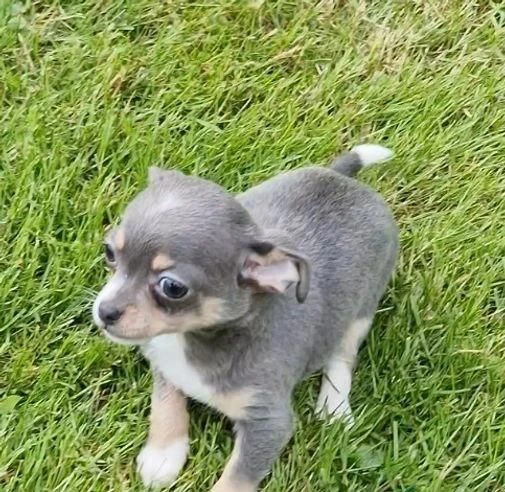 regalo cuccioli di chihuahua maschi e femmine