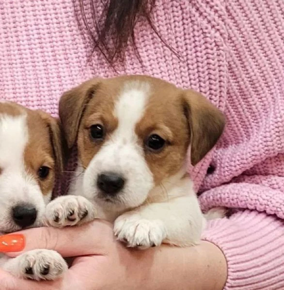 regalo cuccioli di jack russel maschi e femmine | Foto 1