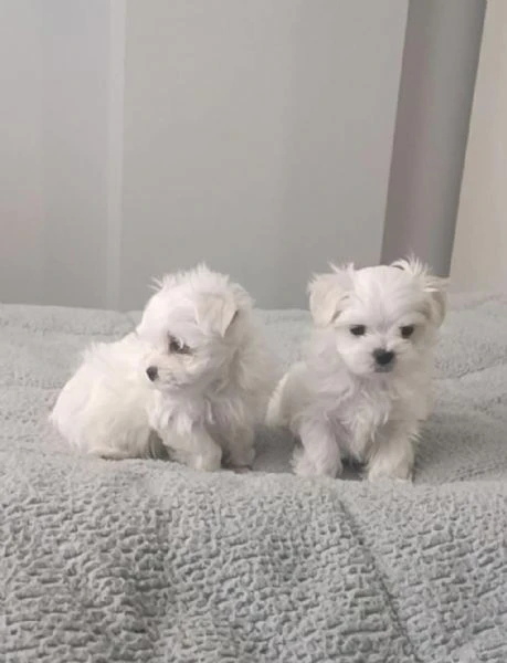 regalo cuccioli di maltese maschi e femmine