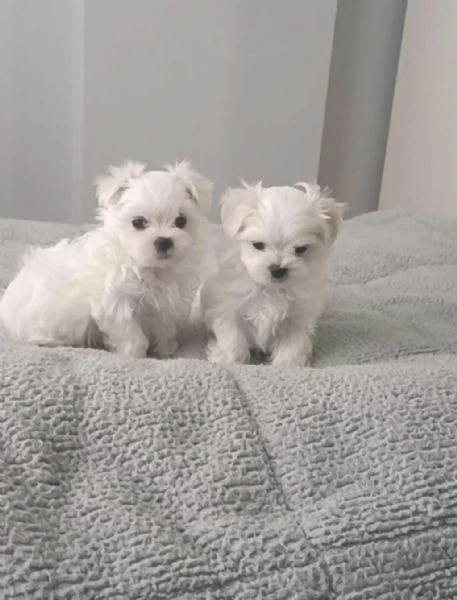 regalo cuccioli di maltese maschi e femmine | Foto 2