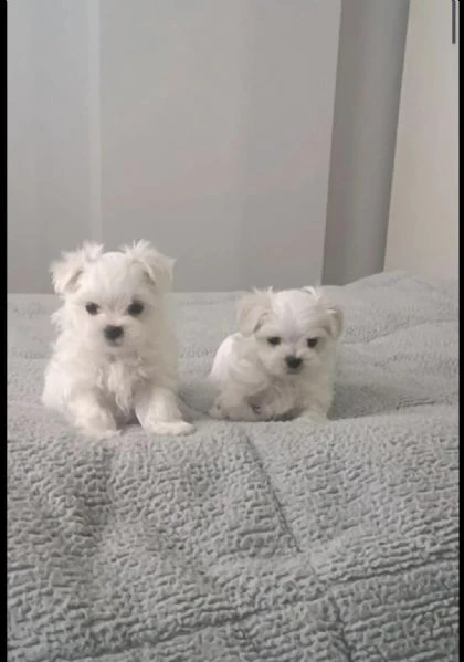 regalo cuccioli di maltese maschi e femmine | Foto 1