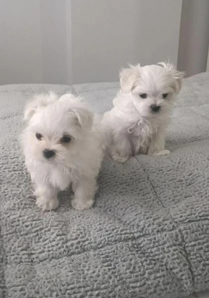 regalo cuccioli di maltese maschi e femmine | Foto 0