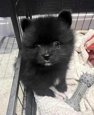 regala cuccioli di pomerania maschi e femmine | Foto 2