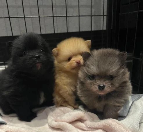 regala cuccioli di pomerania maschi e femmine | Foto 0