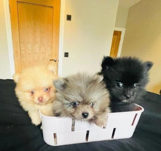 regala cuccioli di pomerania maschi e femmine