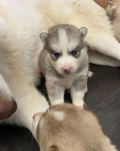 regala cuccioli di husky maschi e femmine | Foto 0