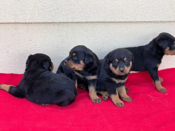 regala cuccioli di rottweiler maschi e femmine