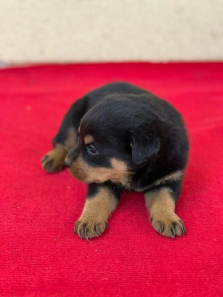 regala cuccioli di rottweiler maschi e femmine | Foto 2