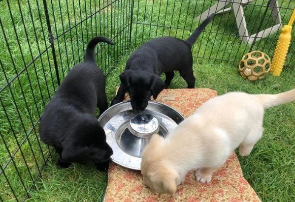 regala cuccioli di labrador maschi e femmine | Foto 2