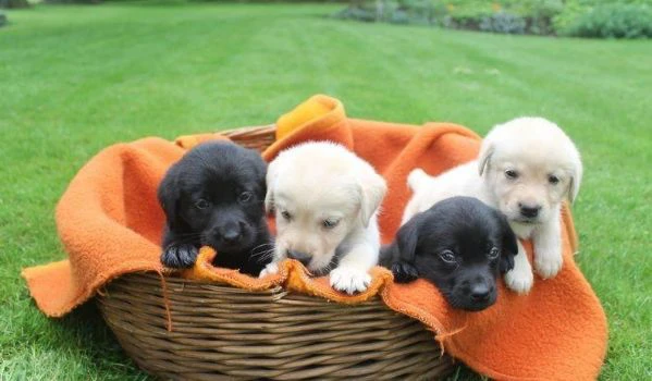 regala cuccioli di labrador maschi e femmine | Foto 1