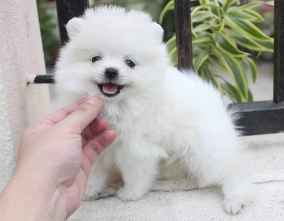 cucciolata di orsacchiotti di pomerania bianchi puri in vendita