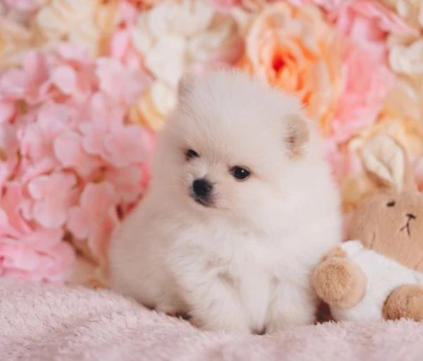 regalo cuccioli di pomerania maschio o femmina | Foto 2