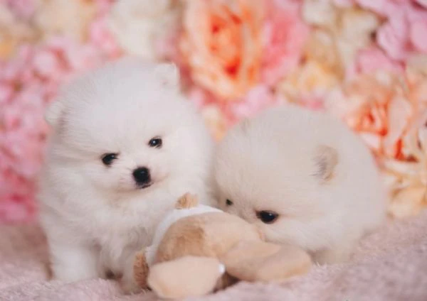 regalo cuccioli di pomerania maschio o femmina