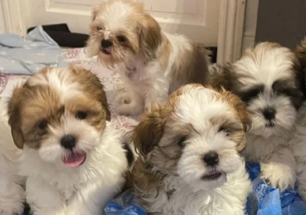  cuccioli di shih tzu ottima genealogia | Foto 2