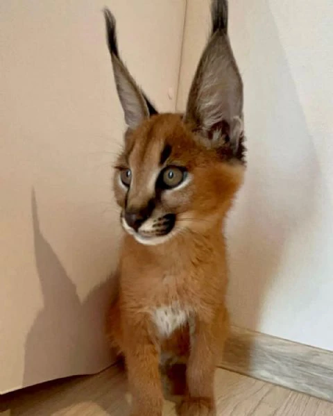 gattino caracal, caracat disponibile