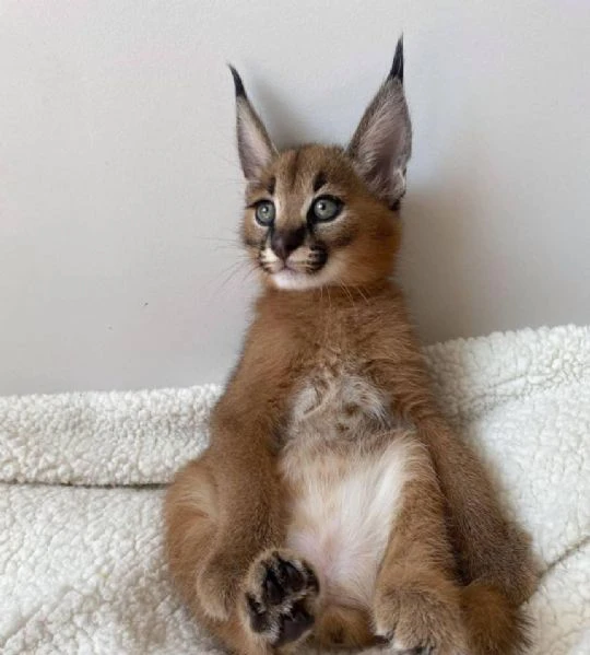 gattino caracal, caracat disponibile | Foto 4